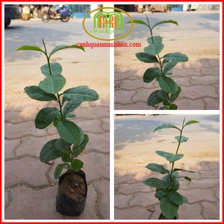 Cây chè xanh giống lấy lá uống thanh lọc cơ thể, tốt cho sức khỏe tặng kèm phân bón Minh Hân Garden