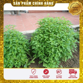 Bộ gói hạt giống Kinh giới