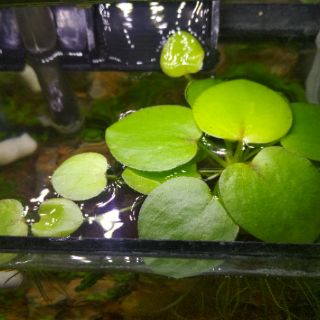 Cây thủy sinh bèo nhật