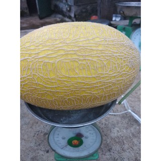 hạt giống dưa lưới hami no4