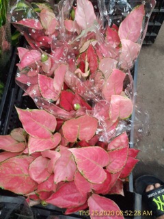 Cây vạn lộc giống mới