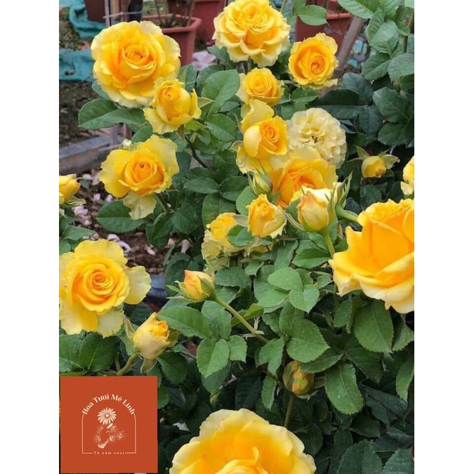 Hoa hồng ngoại nguyên bản Vàng  Shell – Vẻ đẹp hấp dẫn trong những cánh hoa vàng rực rỡ-HoaTuoiMeLinh