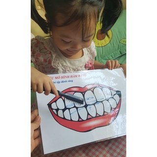 [MONTESSORI] Học Liệu Hàm Răng (dạy bé đánh răng)
