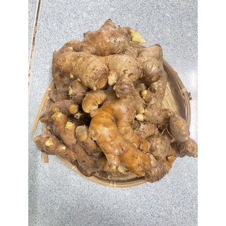 GỪNG TƯƠI VIỆT NAM