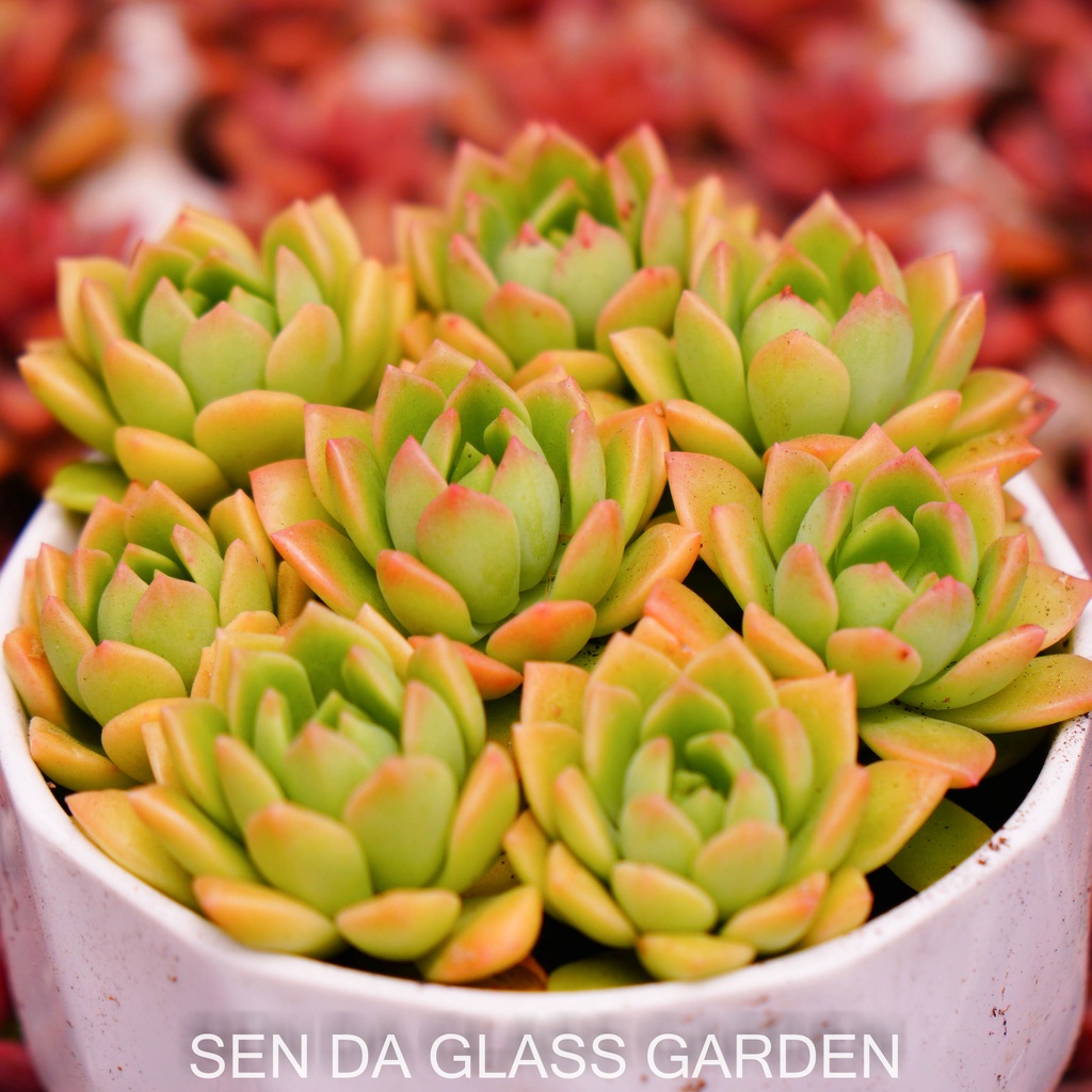 Set 5 cây Sen đá mặt trời cam GLASS GARDEN size mini 2-3cm, Hàng Đà Lạt, lỗi 1 đổi 1