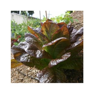 Hạt giống Xà Lách Romaine đỏ tím (1 gram).