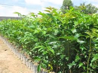 Cây gỗ lát giống, bầu lớn 1-1,5m cây to khỏe, phát triển nhanh