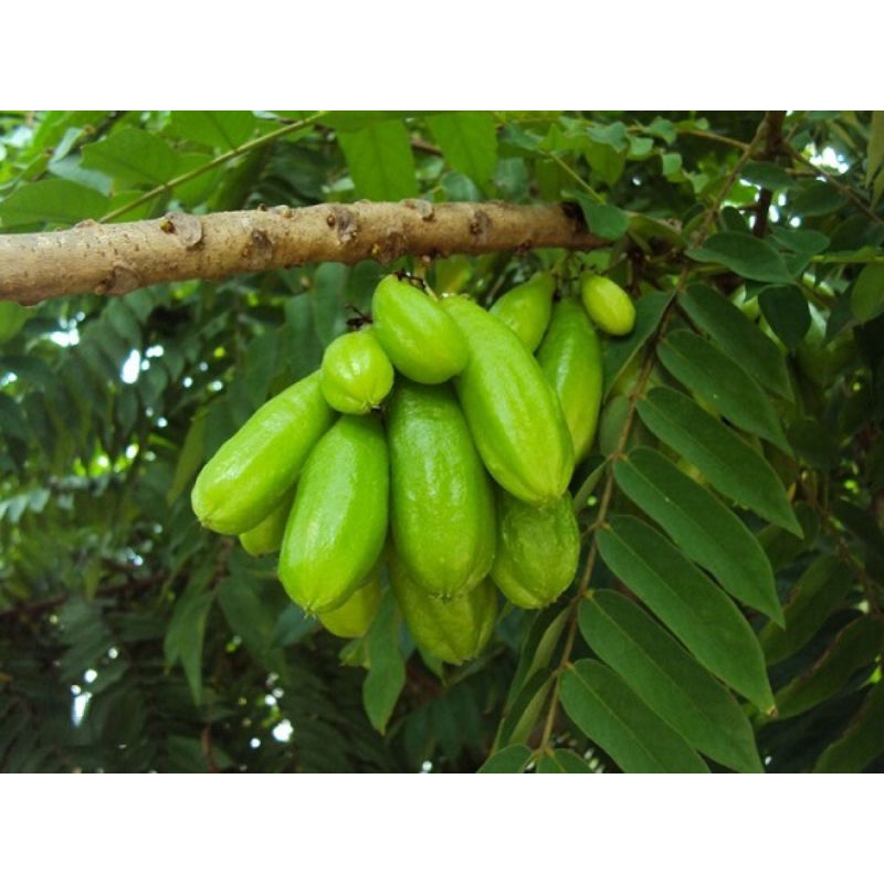 Cây Khế Tàu - Khế Tây