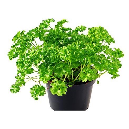 Hạt giống mùi tây parsley