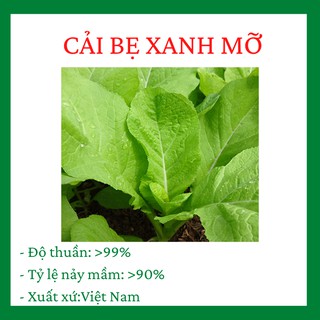 Hạt Giống Cải Bẹ Xanh Mỡ gói 10 gram chất lượng cao cho năng suất cây trồng tốt, gieo trông đơn giản, dễ dàng R011