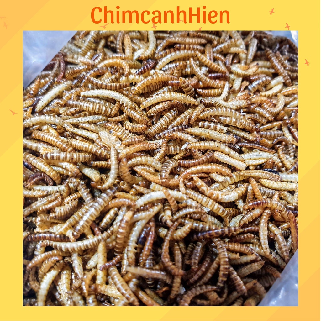 Sâu khô giàu đạm cho hamster, chim cảnh