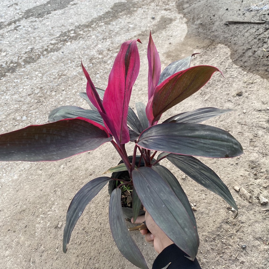 Cây huyết dụ trồng công trình sân vườn bồn hoa