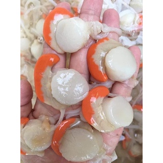 [ PHÚ NHUẬN] CÒI SÒ ĐIỆP TRỨNG 500GR