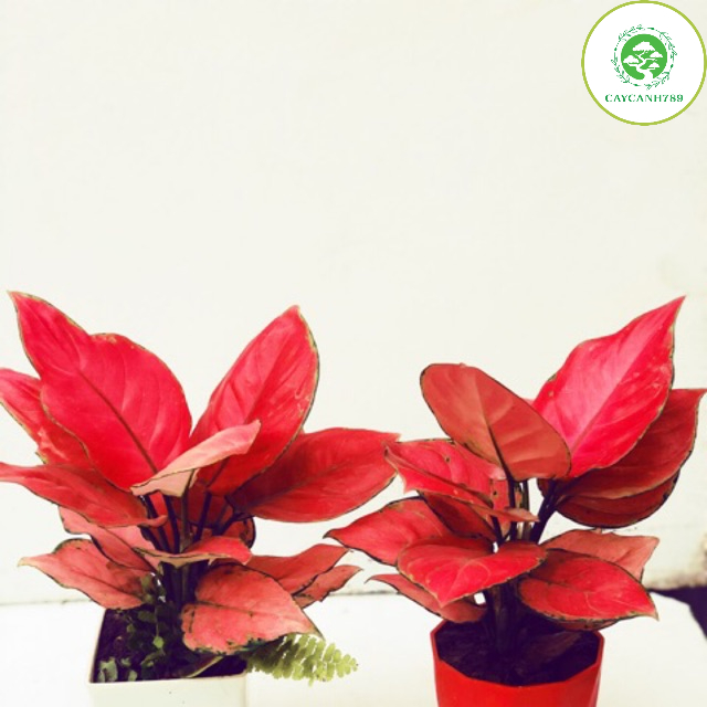 Cây vạn lộc đỏ  - Cây phong thủy để bàn