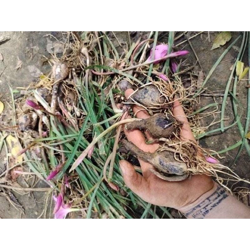CỦ HOA HUỆ MƯA  HỒNG KHỦNG có bán sỉ