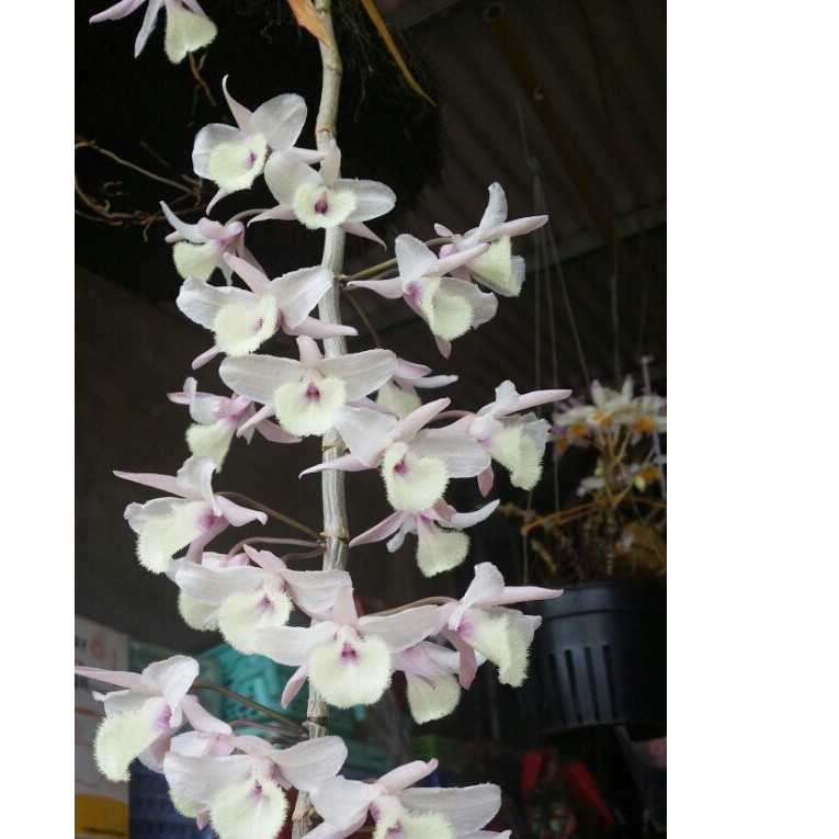 Hoa Lan Đại Ý Thảo ( Di Linh xuân)