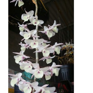 Hoa Lan Đại Ý Thảo ( Di Linh xuân)