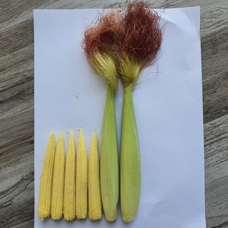Hạt gióng bắp ăn non