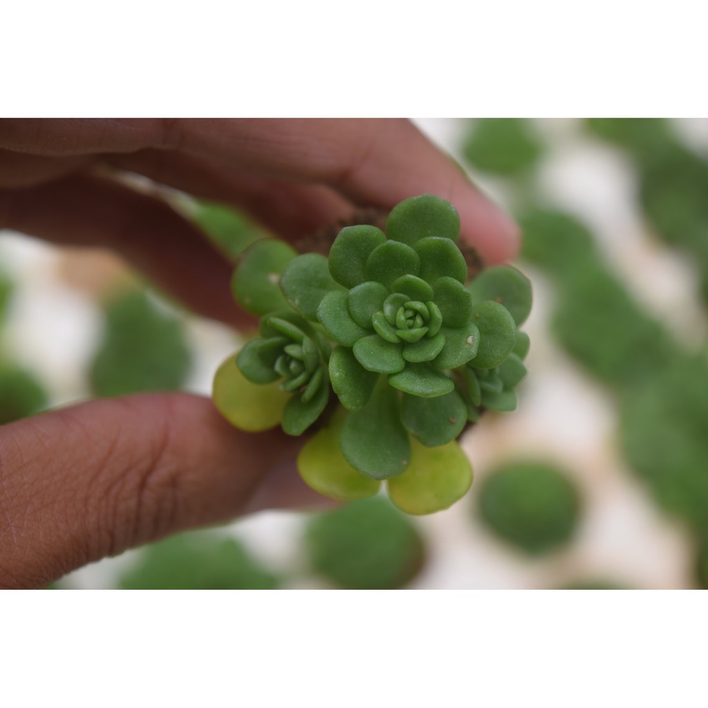 sen đá sedum hoa hồng xanh 2cm