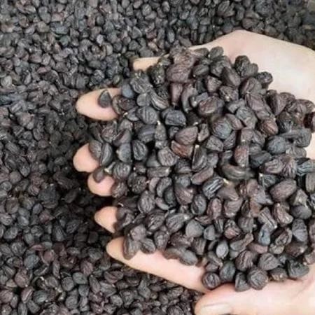 [GIÁ SỈ ] Hạt dổi nếp rừng tây bắc loại 1 cực thơm ngon | BigBuy360 - bigbuy360.vn