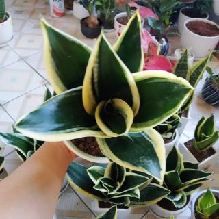 Cây Lưỡi hổ thái