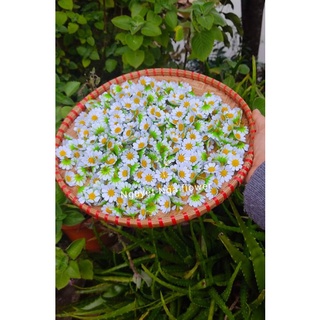 500 đầu bông cúc tana dùng làm hoa điểm, trang trí bánh kem...