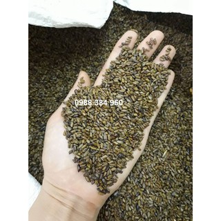 Hạt muồng muồng cho khu vui chơi