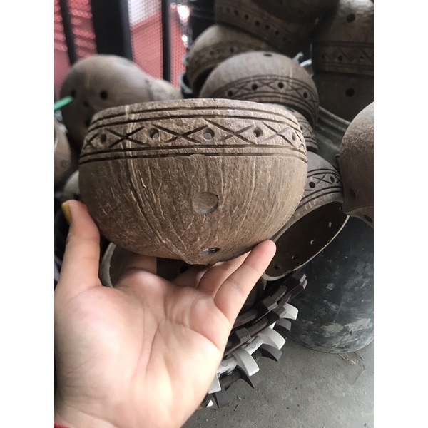 Gáo dừa treo lan