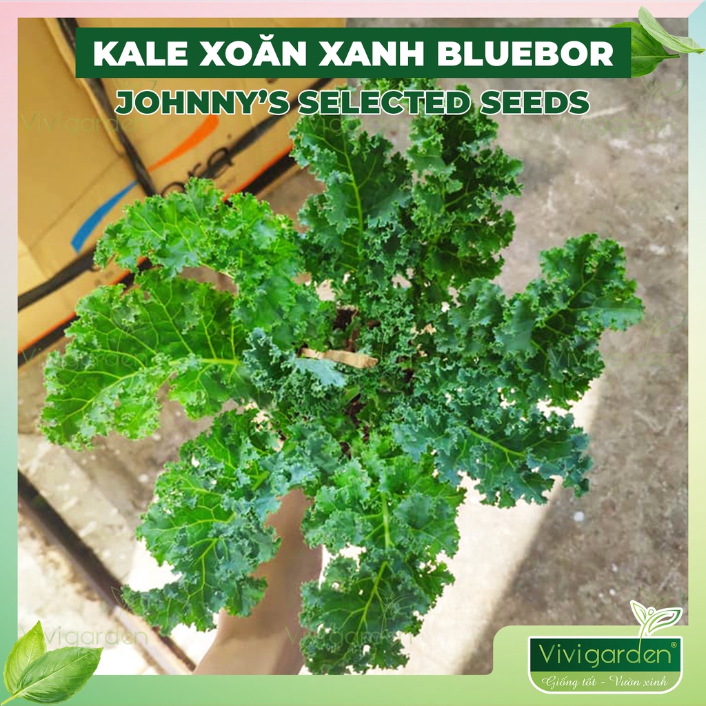 Combo hạt cải kale xoăn xanh Kale Bluebor Mỹ, màu xanh đến xanh ngọc đẹp, ngon dễ trồng và chịu nhiệt tốt