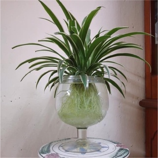 cỏ lan chi có rễ 5cây