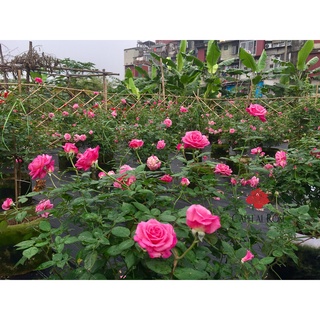 Bầu cây giống hồng cổ sa pa