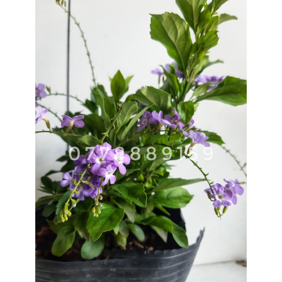 Cây chuỗi ngọc hoa tím thái chưa hoa