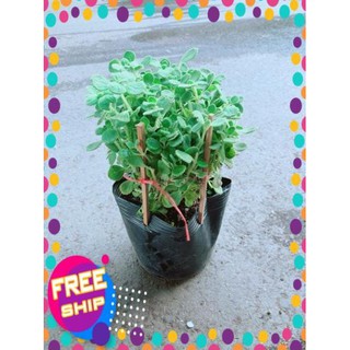 Nhất Mạc Hương kèm chậu sứ