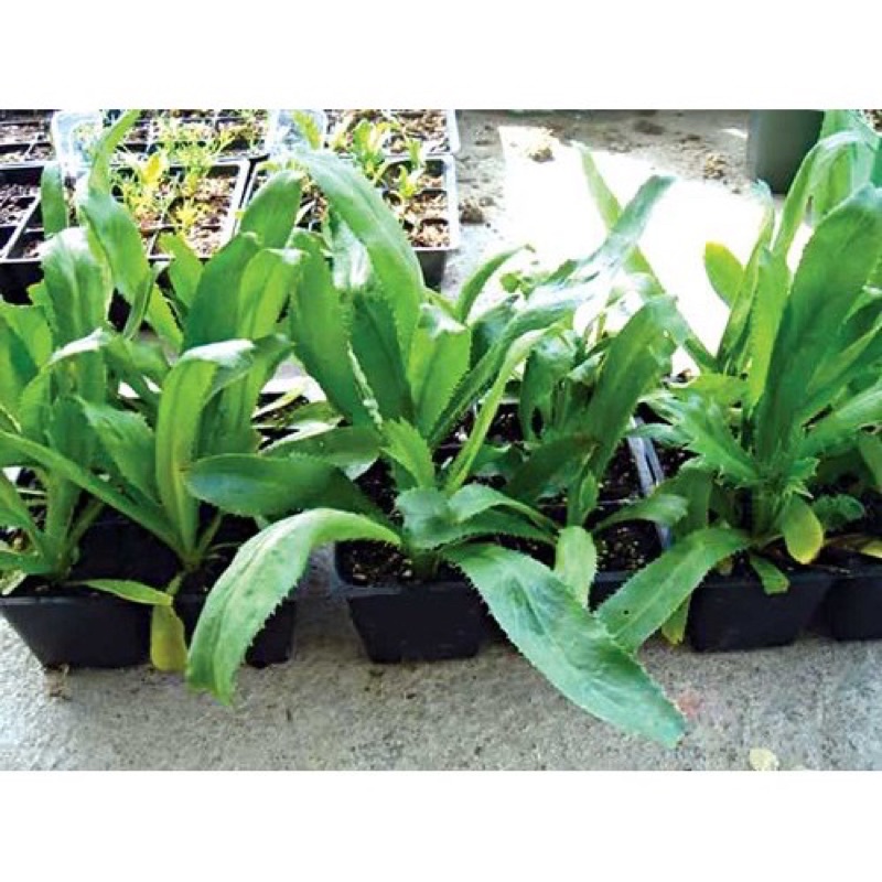 Hạt Giống Rau Ngò Gai/ Mùi Tàu - Dễ Trồng, Giòn, Thơm- Hạt giống chuẩn tỉ lệ nảy mầm cao