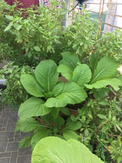 Tháp rau hữu cơ Organic Tower