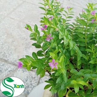 Hoa cây cảnh Cẩm Tú Mai