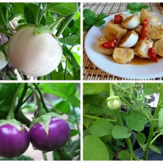 Hạt Giống Cà Pháo Tím 200 HẠT - HÀNG CÔNG TY
