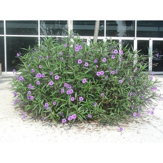 Hoa Chiều Tím - cây cảnh để bàn