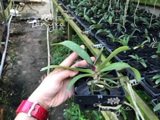 ĐAI CHÂU (size trung)