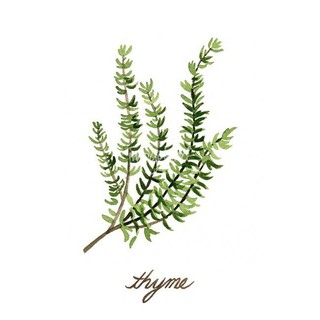 Cỏ xạ hương 50g - 100g | Thyme