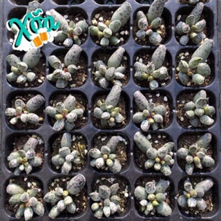 Sen đá Thiên Sơn (hải cẩu)