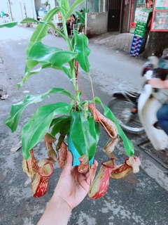 Cây Nắp Ấm