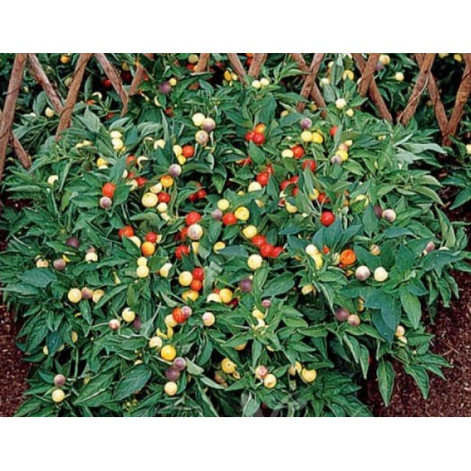 Shop 1K - HẠT GIỐNG ỚT NGŨ SẮC  - Tặng thuốc kích hạt nảy mầm nhanh chóng + Hướng dương siêu Lùn