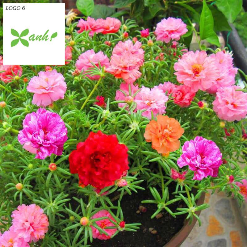 🌟200 HẠT GIỐNG HOA MƯỜI GIỜ KÉP NHIỀU MẦU🌟BÔNG TO CÁNH KÉP CỰC KỲ ĐẸP