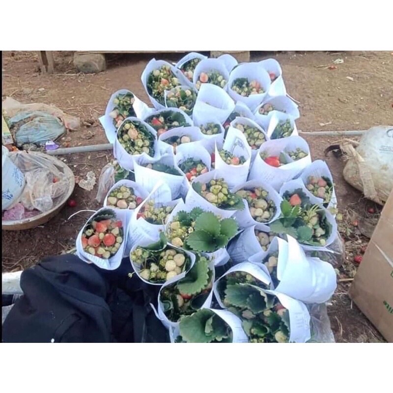 Bầu cây giống dâu tây hana siêu ngọt