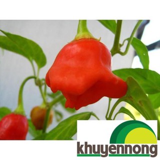 30 Hạt giống ớt hoa hồng