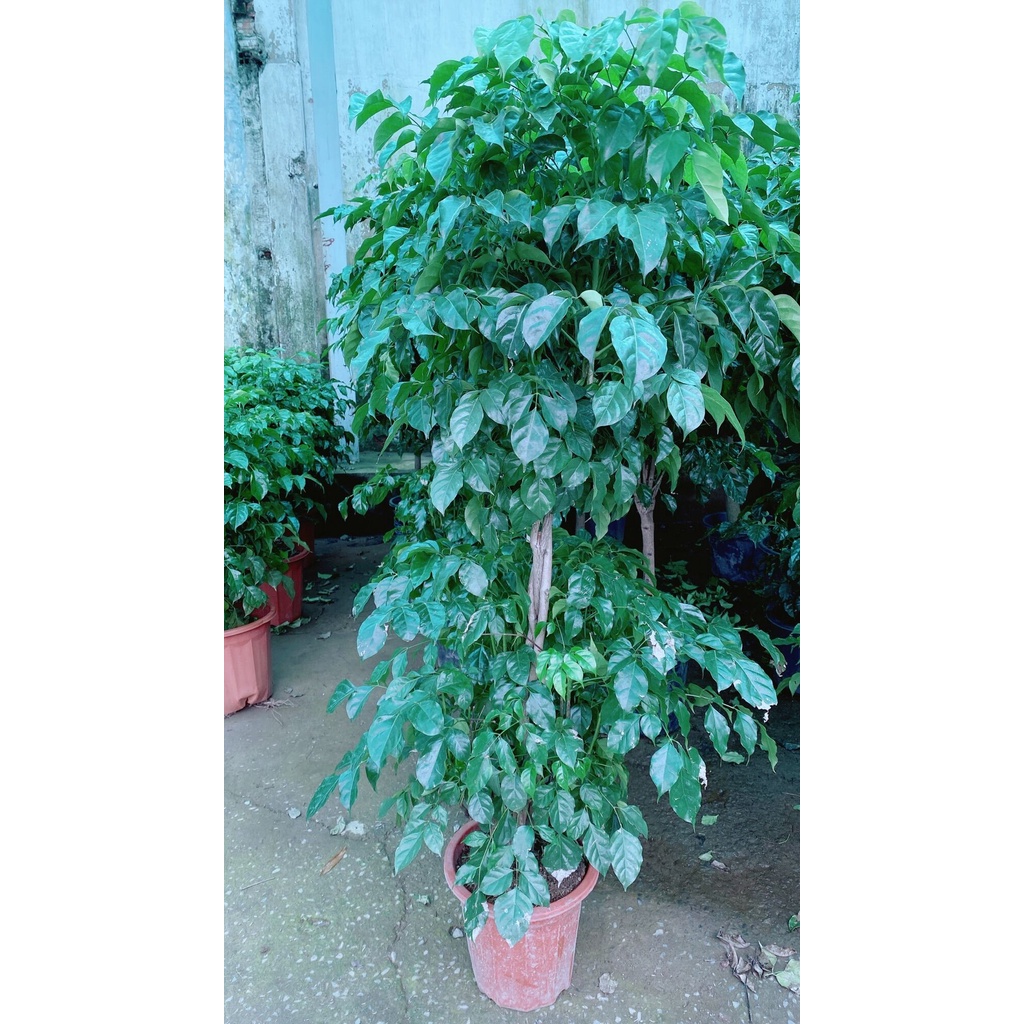 Cây Hạnh Phúc 2 Tầng Lớn