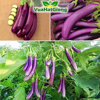 Hạt Giống Cà Tím Năng Suất Cao, Dễ Trồng - 10 Hạt