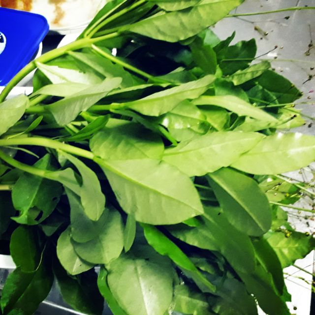 [MUA 2 TẶNG 1] Hạt giống Rau Sâm đất(thổ sâm)ăn lá lấy củ làm thảo dược.