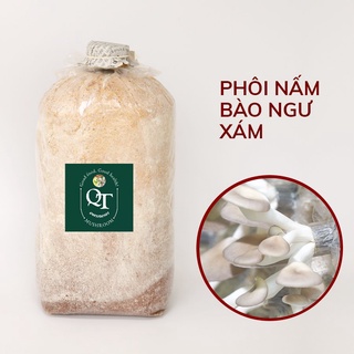 Phôi bào ngư xám & nắp đậy &thùng mốt